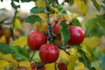 NewLeaf Orchard Apple Tree