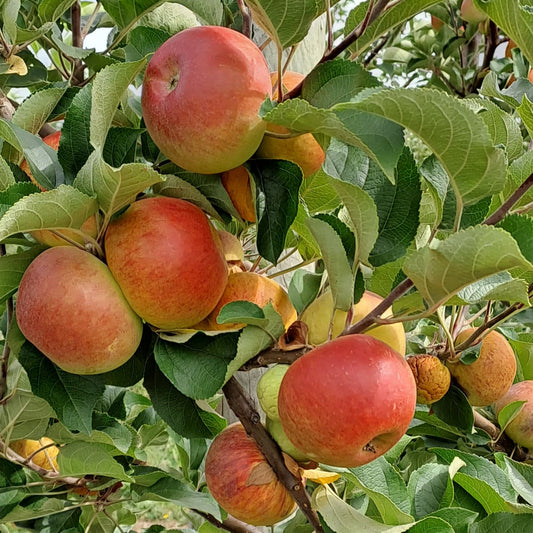 Heritage - Coxes Orange Pippin