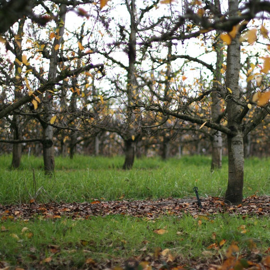 Limited - Bayberry Cider