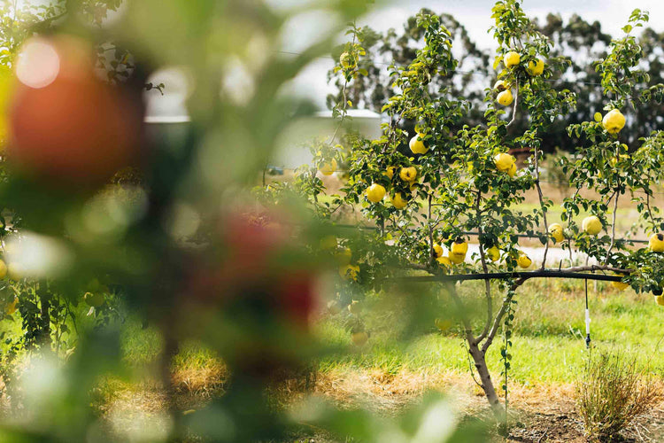 NewLeaf Orchard Quince and Apple Trees