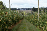 NewLeaf Orchard Apple Orchard