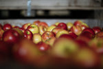 NewLeaf Orchard bin full of apples